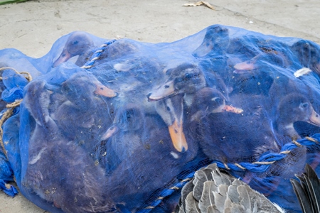 Ducks on sale for meat in a net at an animal market