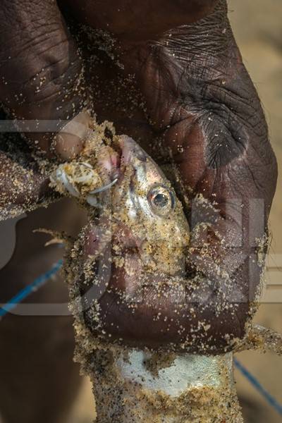 Fishermen removing hook from alive fish on a sandy beach in Kerala