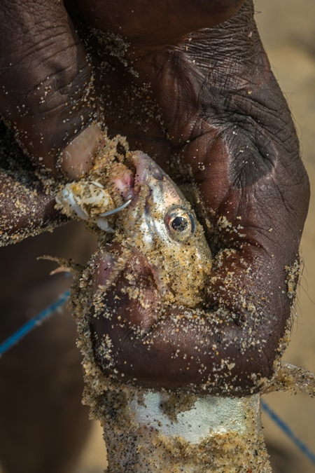 Fishermen removing hook from alive fish on a sandy beach in Kerala