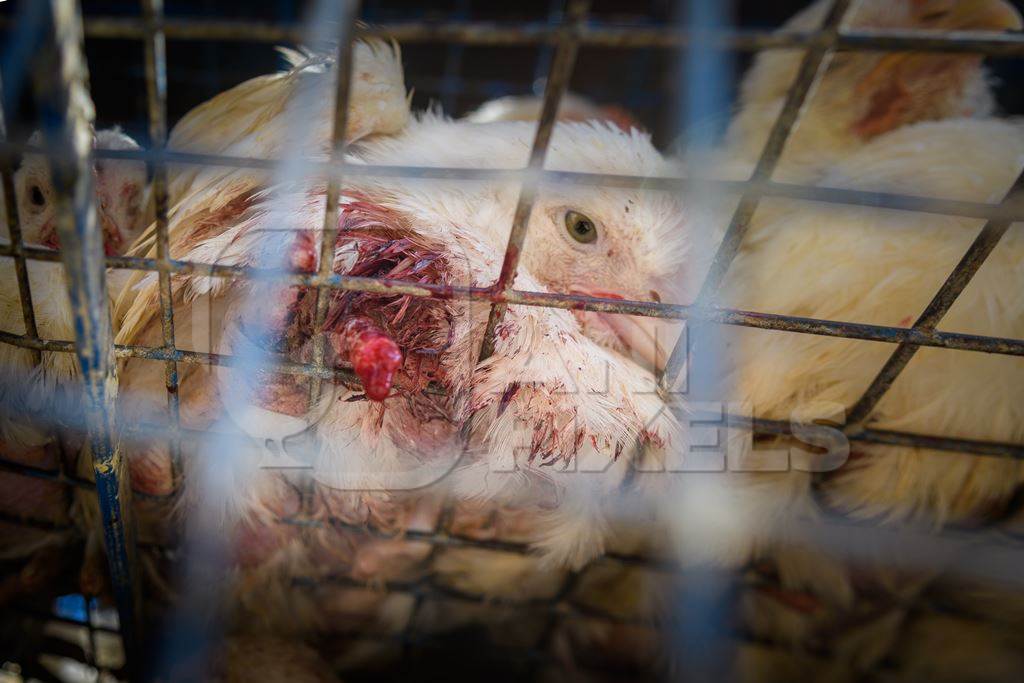 Indian broiler chicken with bleeding injury due to amputated foot inside chicken truck outside a chicken meat shop in Ajmer, Rajasthan, India, 2022