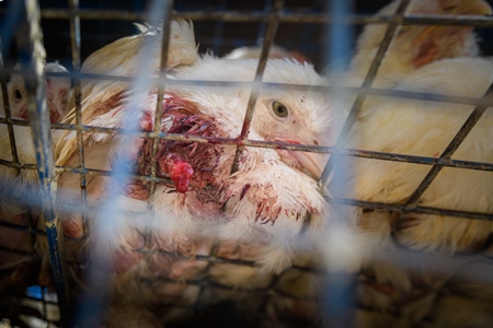 Indian broiler chicken with bleeding injury due to amputated foot inside chicken truck outside a chicken meat shop in Ajmer, Rajasthan, India, 2022