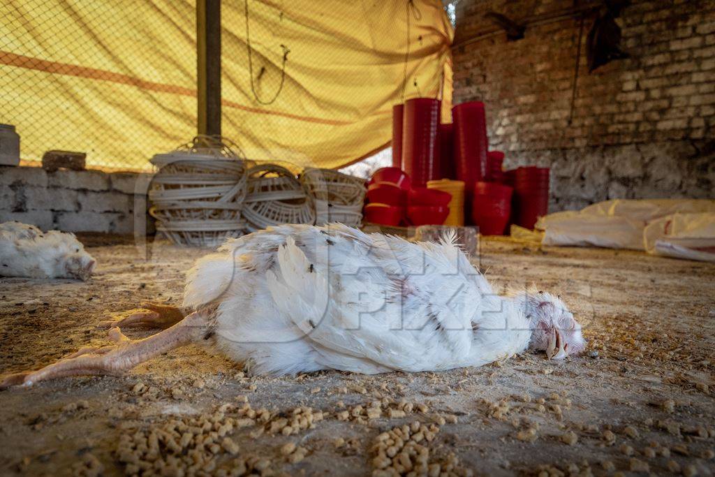 Dead and decaying Indian broiler chickens in a shed on a poultry farm in Maharashtra in India, 2021