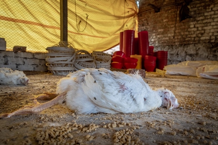 Dead and decaying Indian broiler chickens in a shed on a poultry farm in Maharashtra in India, 2021