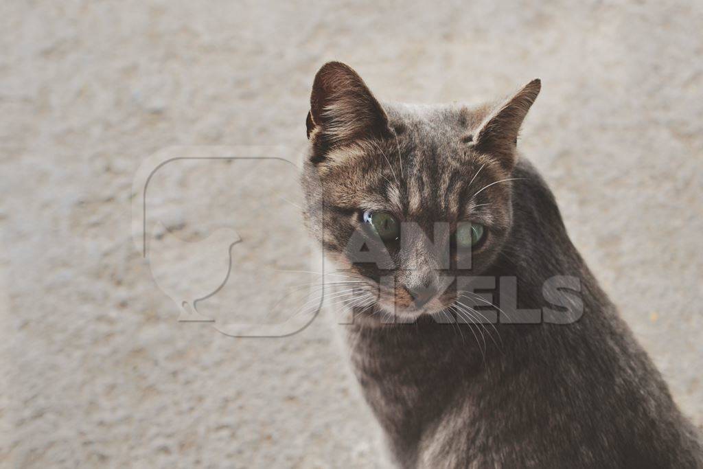 Grey cat looking behind on grey street