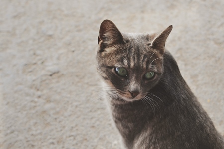 Grey cat looking behind on grey street