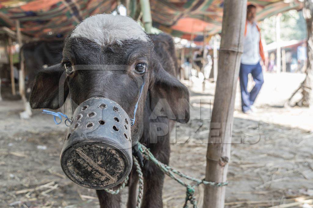 Small baby India buffalo calf with mouthblock on to prevent calf suckling, India