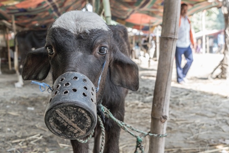 Small baby India buffalo calf with mouthblock on to prevent calf suckling, India