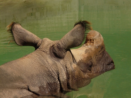 Indian one horned rhino