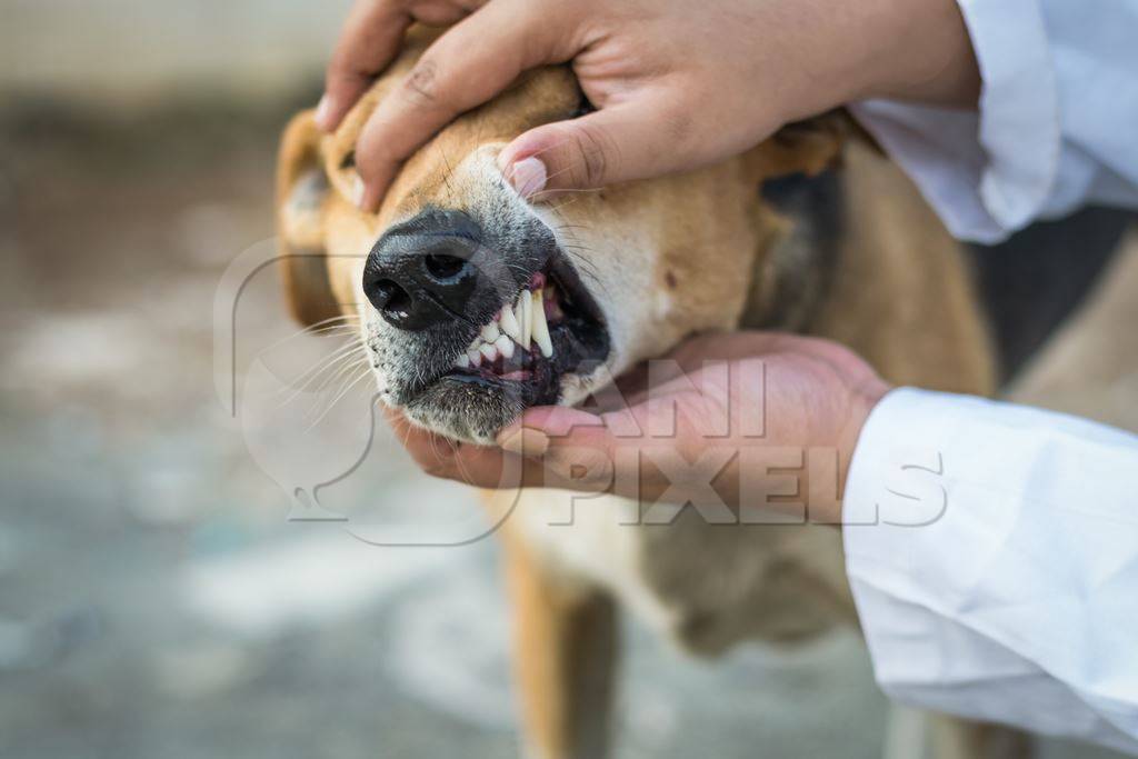 Veterinarian examining the teeth of a street dog