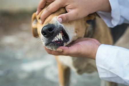 Veterinarian examining the teeth of a street dog
