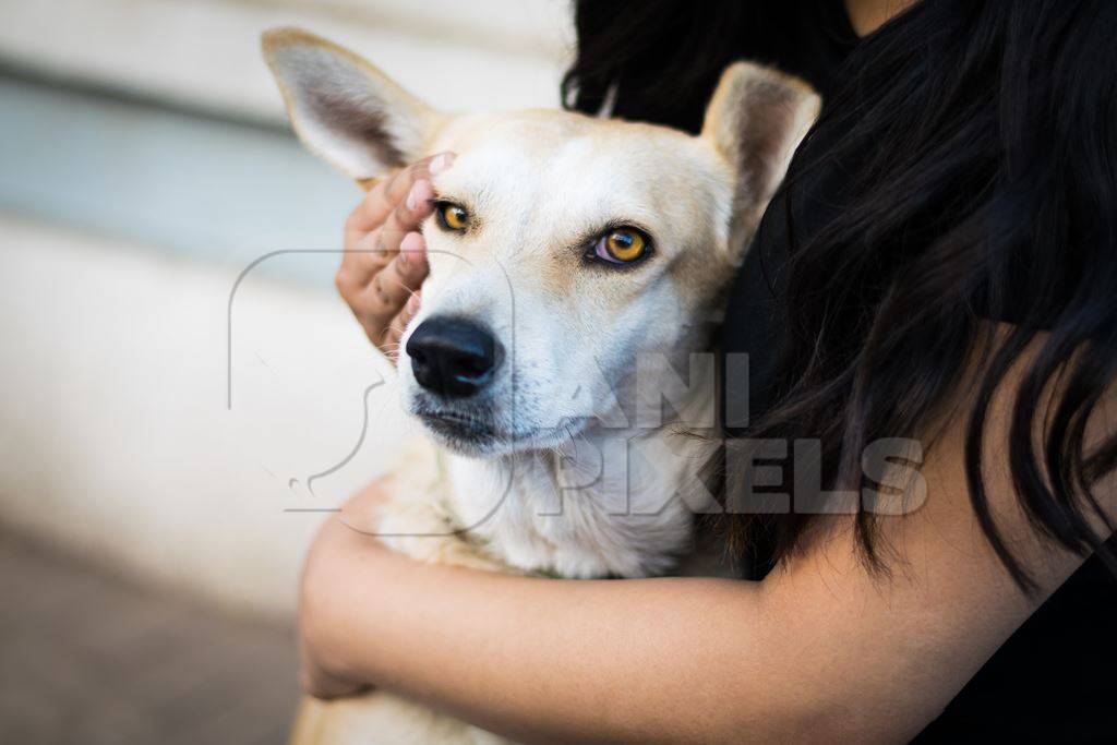 Volunteer animal rescuer girl with a street dog with orange eyes