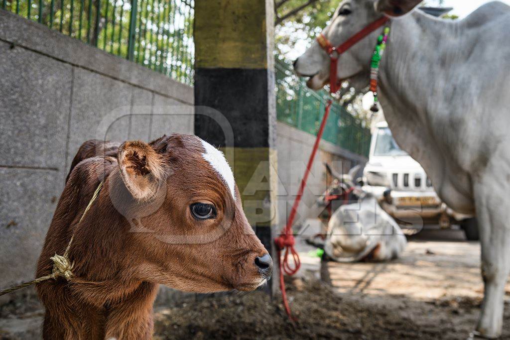 Indian dairy cow calf tied up in the street outside a small urban tabela, Ghazipur Dairy Farm, Delhi, India, 2022