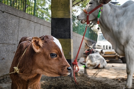 Indian dairy cow calf tied up in the street outside a small urban tabela, Ghazipur Dairy Farm, Delhi, India, 2022