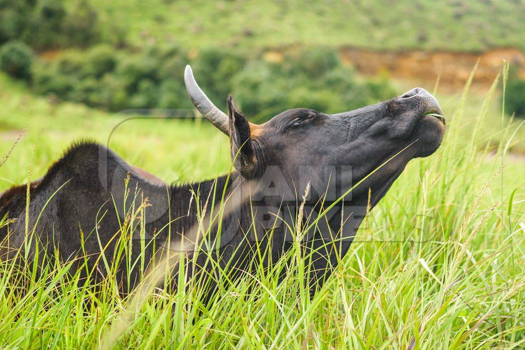 Large black cow or bull with big horns lying in the green grass in a field in a rural village