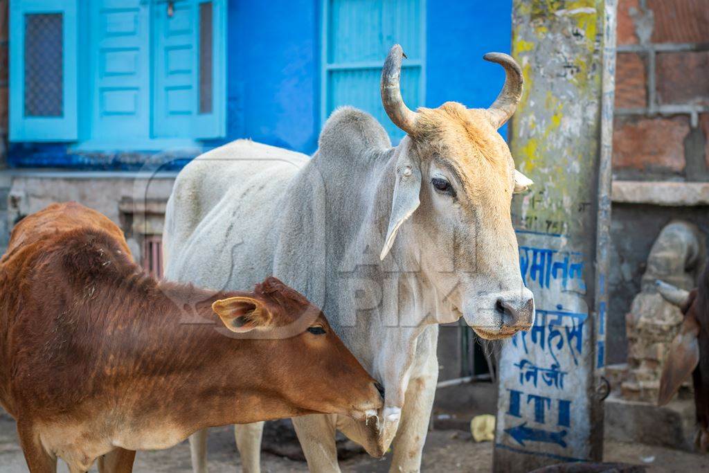 Indian street cows or bullocks on the road in Rajasthan, India, 2017
