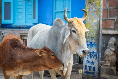 Indian street cows or bullocks on the road in Rajasthan, India, 2017
