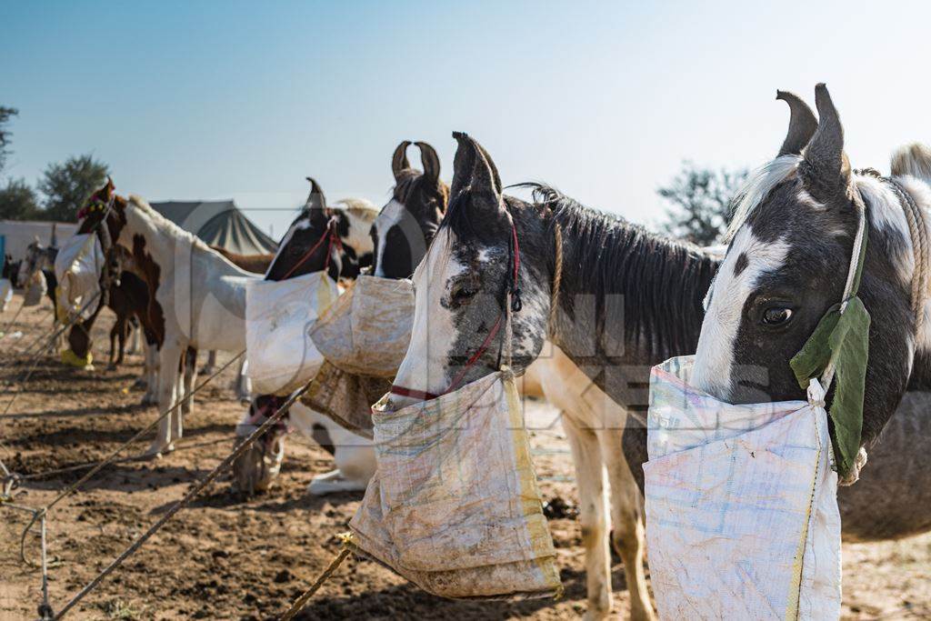 Indian horses with nosebags eating at Nagaur Cattle Fair, Nagaur, Rajasthan, India, 2022