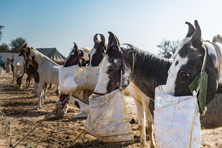 Indian horses with nosebags eating at Nagaur Cattle Fair, Nagaur, Rajasthan, India, 2022