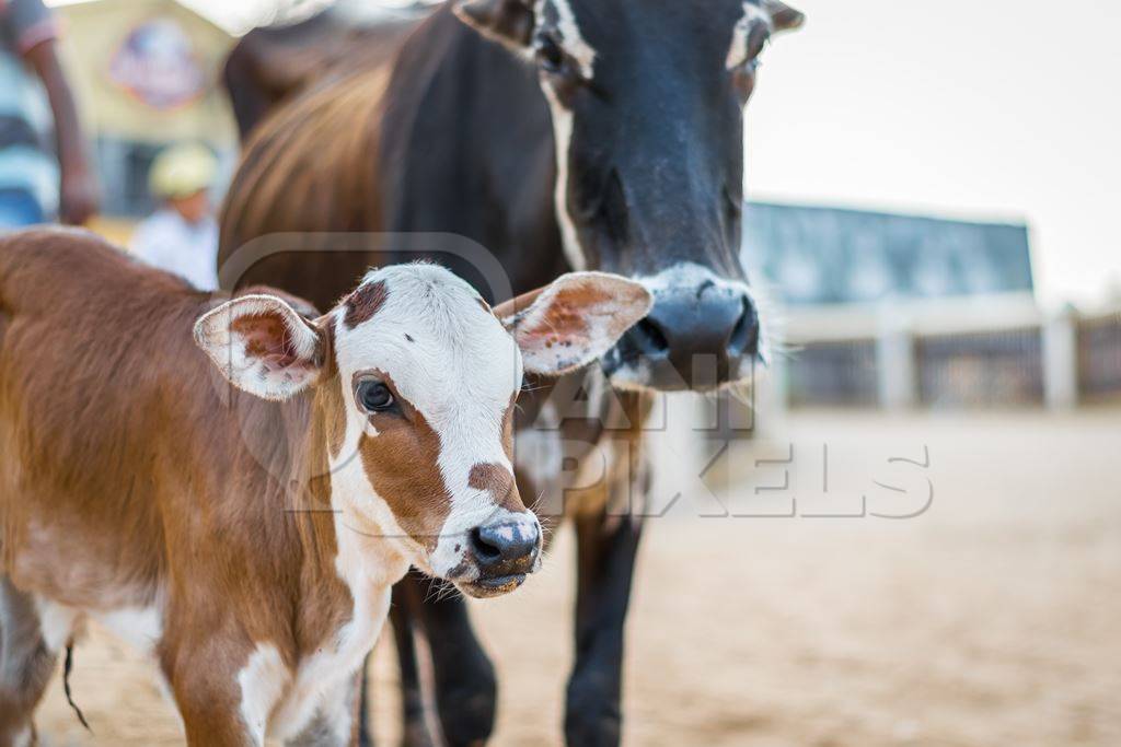 Mother and baby street cows on beach in Goa in India