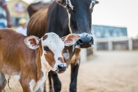 Mother and baby street cows on beach in Goa in India