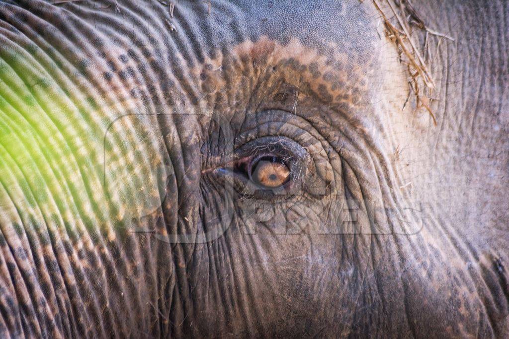 Close up of eye of elephant  in Sanjay Gandhi Jaivik Udyan zoo in Patna