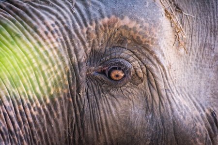 Close up of eye of elephant  in Sanjay Gandhi Jaivik Udyan zoo in Patna