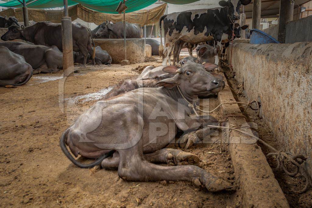 Farmed Indian buffaloes on a dark and crowded urban dairy farm in a city in Maharashtra, India