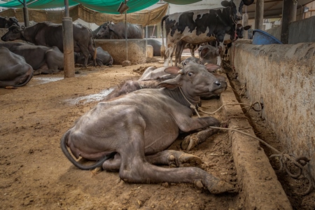 Farmed Indian buffaloes on a dark and crowded urban dairy farm in a city in Maharashtra, India