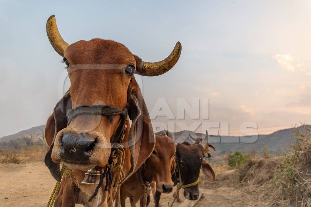 Row of farmed brown Indian brahman cows tied up on a dairy farm in rural Maharashtra in India