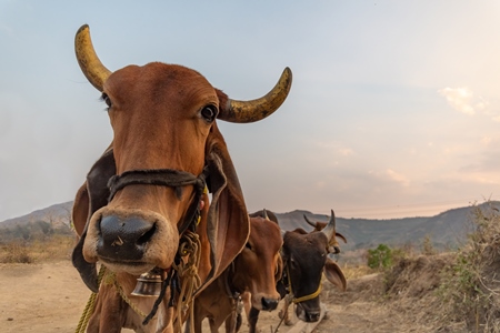 Row of farmed brown Indian brahman cows tied up on a dairy farm in rural Maharashtra in India