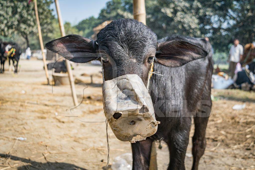 Small baby Indian buffalo calf with mouthblock on to prevent calf suckling, India