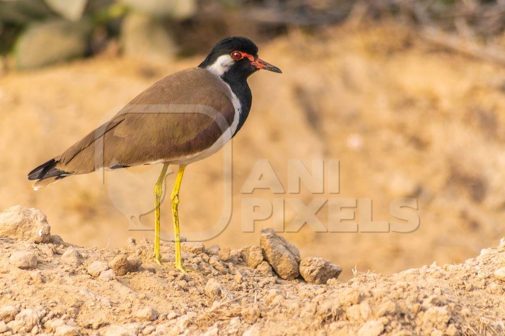 Photo of Indian Red-wattled Lapwing in the rural countryside of the Bishnoi villages in Rajasthan in India