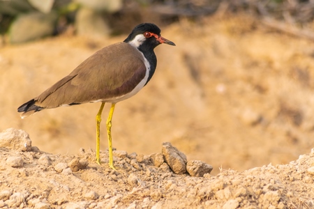 Photo of Indian Red-wattled Lapwing in the rural countryside of the Bishnoi villages in Rajasthan in India