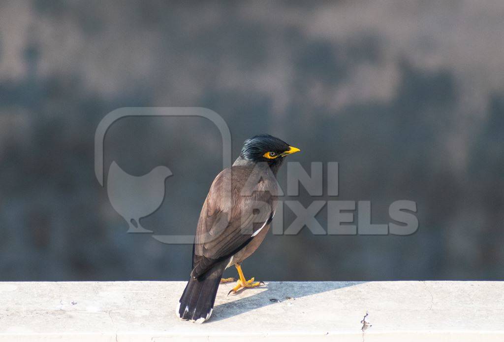 Photo of Indian myna bird, India