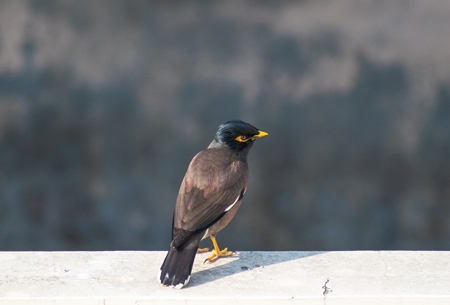 Photo of Indian myna bird, India