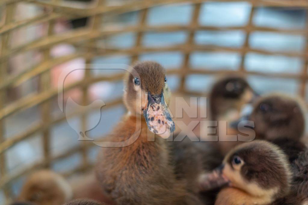 Ducks and ducklings on sale in baskets at a live animal market in the city of Imphal in Manipur in the Northeast of India