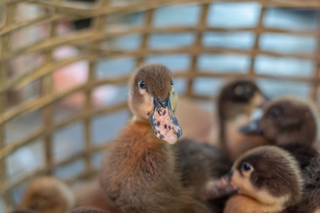 Ducks and ducklings on sale in baskets at a live animal market in the city of Imphal in Manipur in the Northeast of India