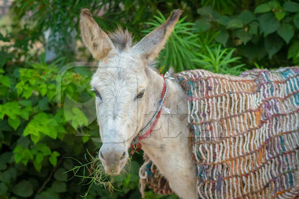 Indian working donkey with blanket in a small town in Rajasthan in India