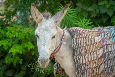 Indian working donkey with blanket in a small town in Rajasthan in India