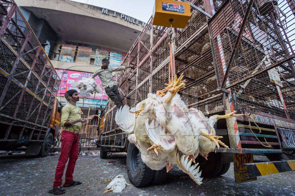 Broiler chickens raised for meat being unloaded from transport trucks near Crawford meat market