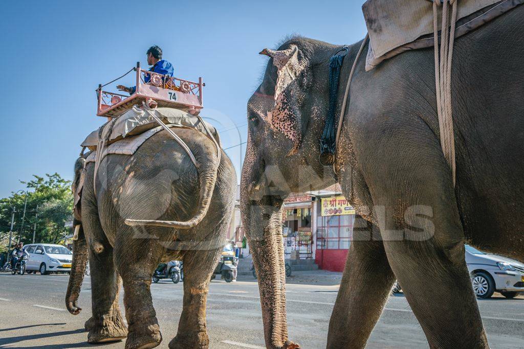 Elephants used for entertainment tourist ride walking on street in Jaipur