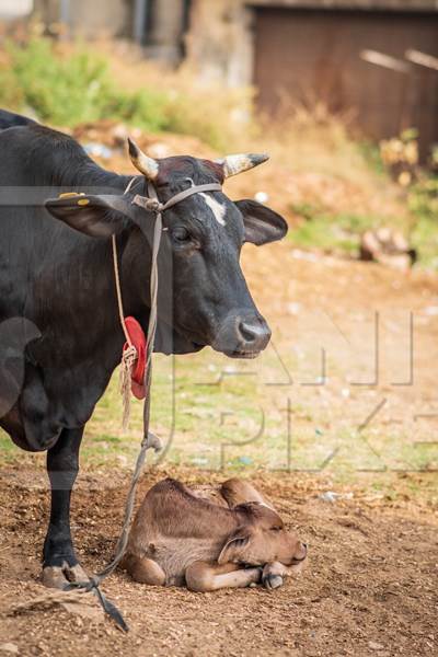 Cow and calf on a small dairy farm in the urban city of Jaipur, India, 2022