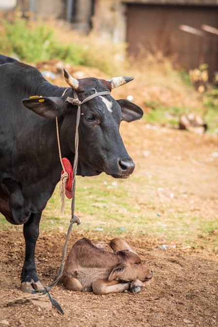 Cow and calf on a small dairy farm in the urban city of Jaipur, India, 2022