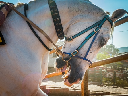 White horse used for tourist horse rides tied up with spiked bit and head in hyperflexion, Panchgani, India, 2017