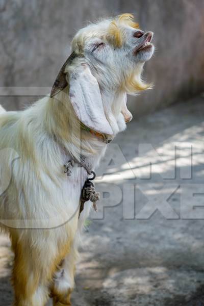 Large white goat tied up for religious use at Eid festival