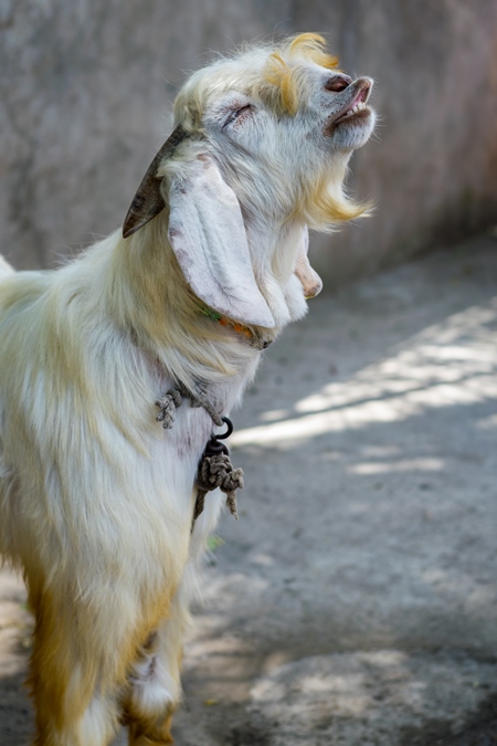 Large white goat tied up for religious use at Eid festival