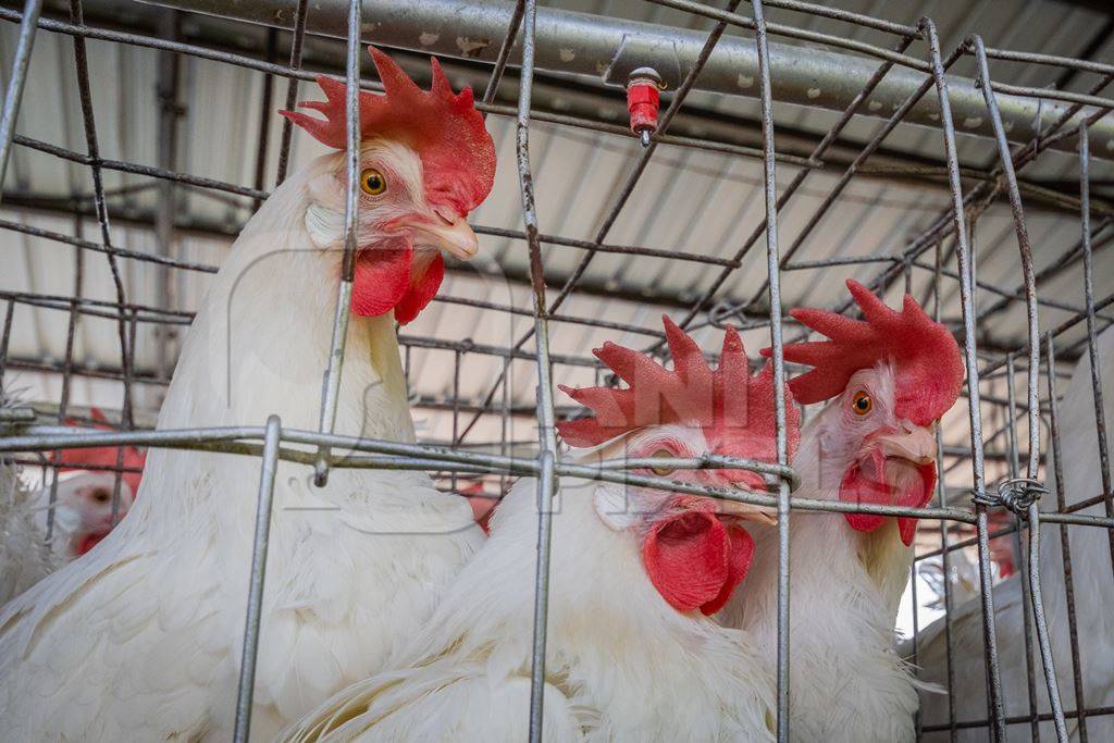 Battery cage containing three layer hens or chickens on a poultry layer farm or egg farm in rural Maharashtra, India, 2021