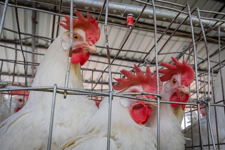 Battery cage containing three layer hens or chickens on a poultry layer farm or egg farm in rural Maharashtra, India, 2021