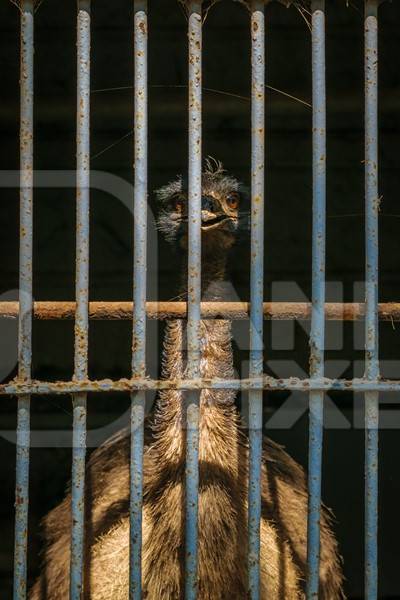 Emu with tattered feathers in dark and dirty cage behind bars in Byculla zoo