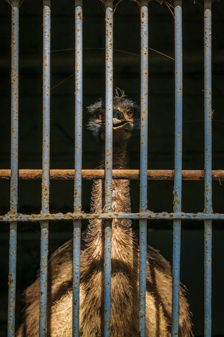 Emu with tattered feathers in dark and dirty cage behind bars in Byculla zoo